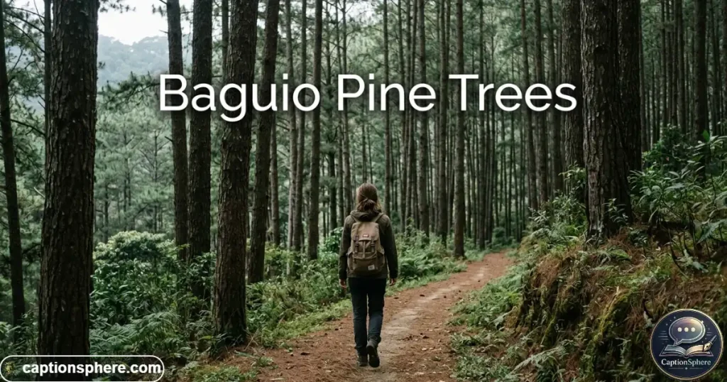 Traveler walking along a pine-lined path in Baguio