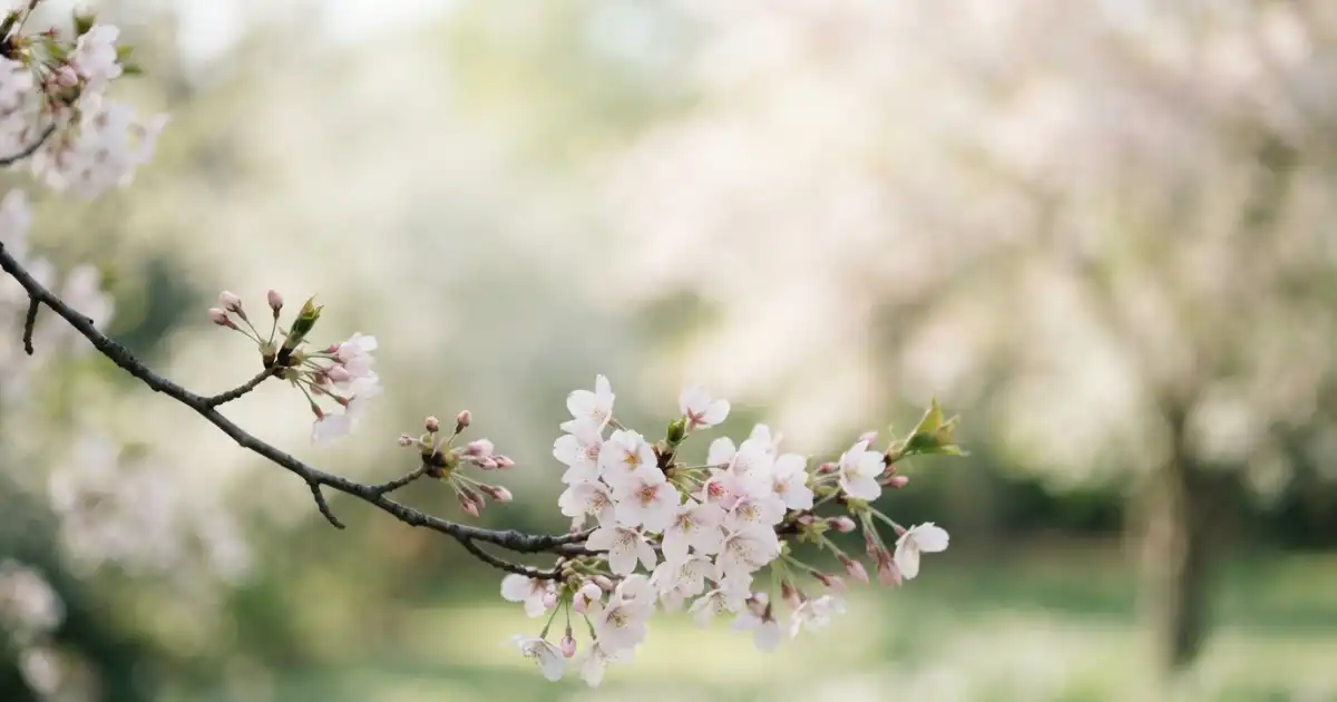 Close view of delicate pink cherry blossoms against a softly blurred spring background